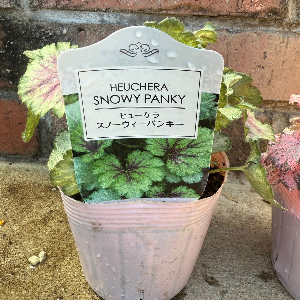 ヒューケラ スノーウィーパンキー 苗【現品発送】 充実株‼ ヒューケラ― スノーウィーパンキー | グリーンギャラリー