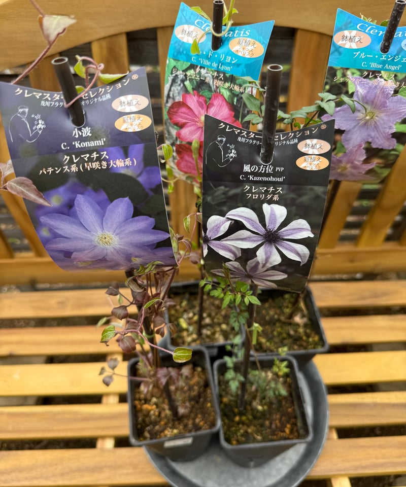 クレマチス4苗セット（風の方位、小波、ブルーエンジェル