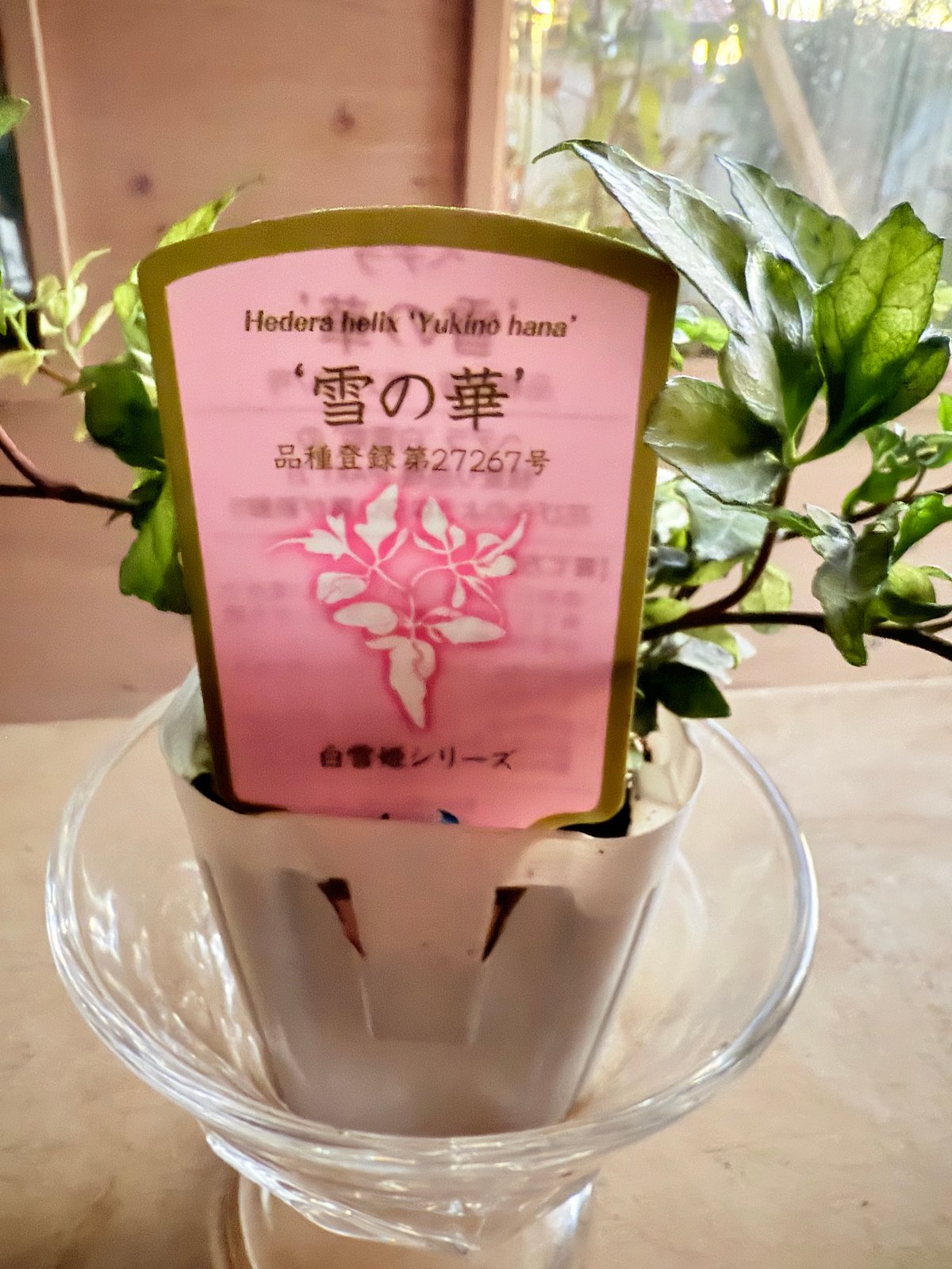 広野園芸 ヘデラ雪の華 3.5号1ポット | Atelier わたぼうし