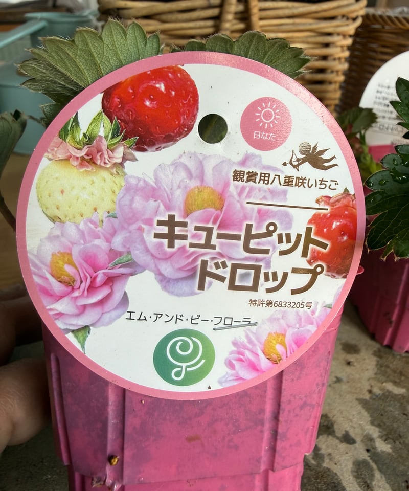 八重咲いちご キューピッドドロップ | Atelier わたぼうし