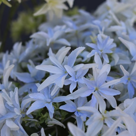 ハイドランジア マグノリア マグノリア - ハイドランジア ┃ヨーヨー専門店リワインド