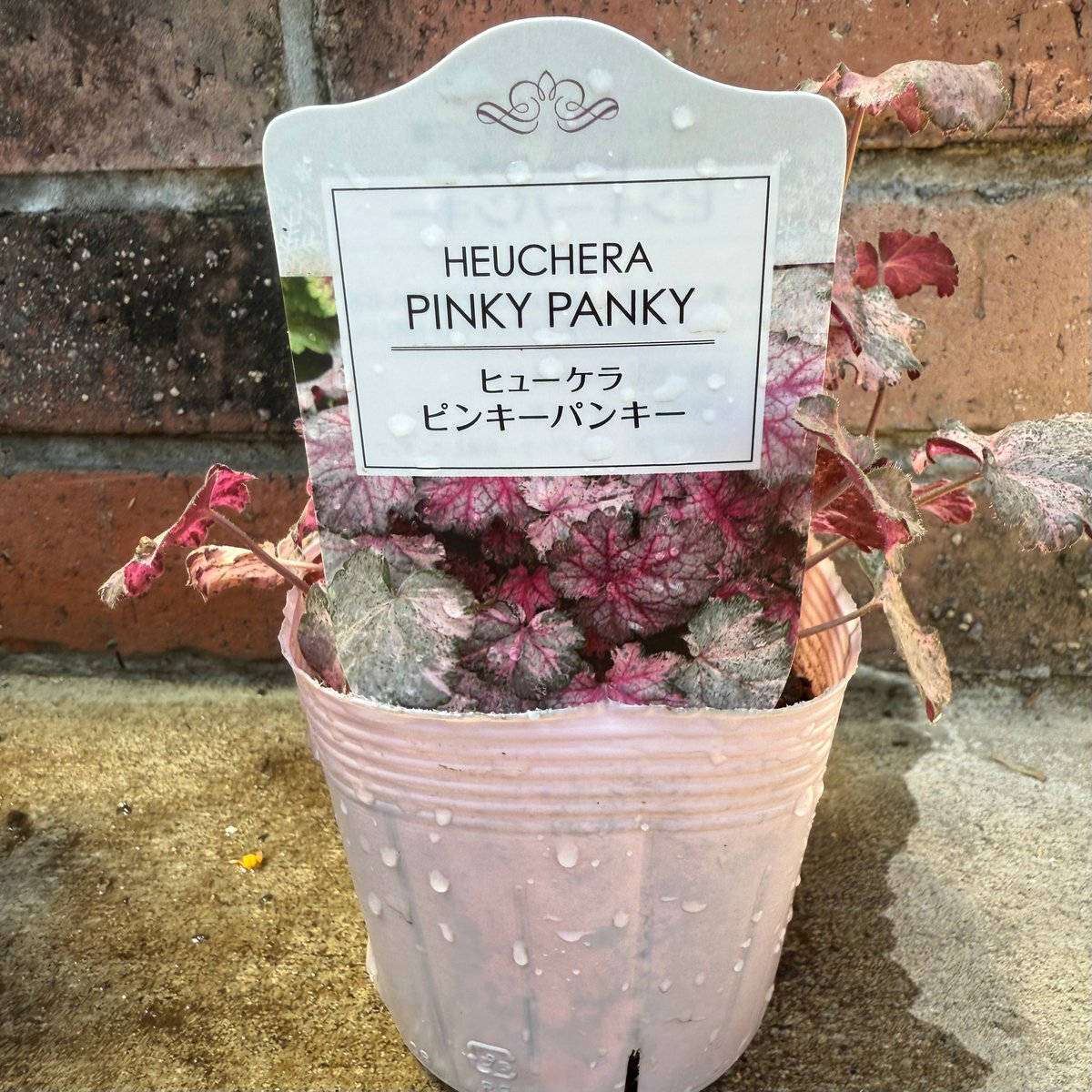 ヒューケラ「ピンキーパンキー」 | Atelier わたぼうし