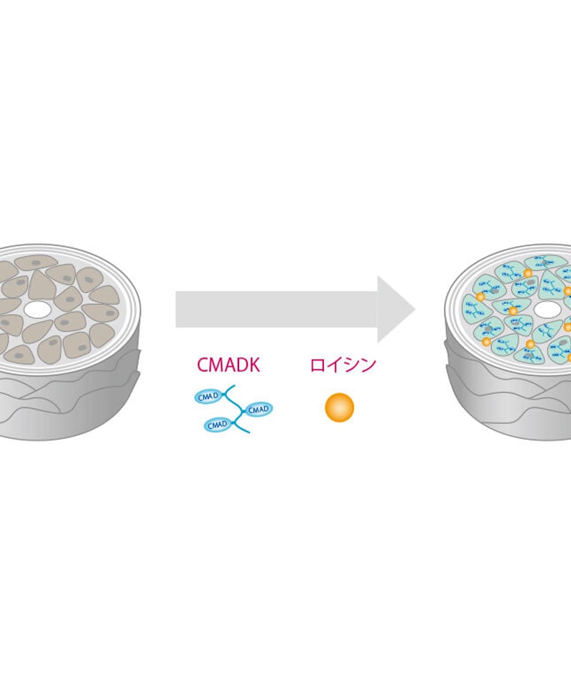 オージュア イミュライズ ヘアトリートメント1L（詰替え） | studioROSA