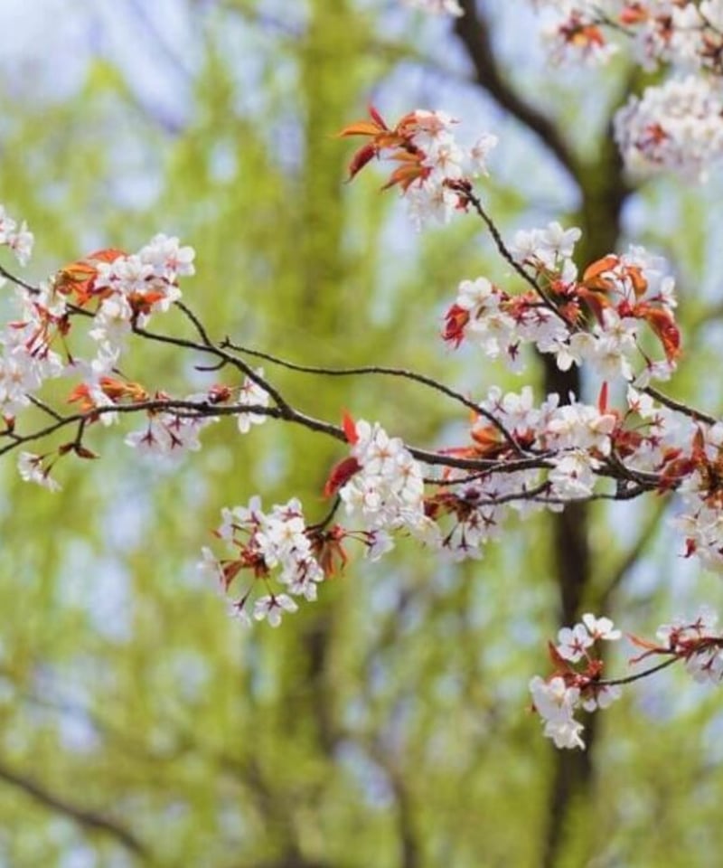 3月の蝶々】 夢宵桜 ゆめよいさくら | 蝶々御守り