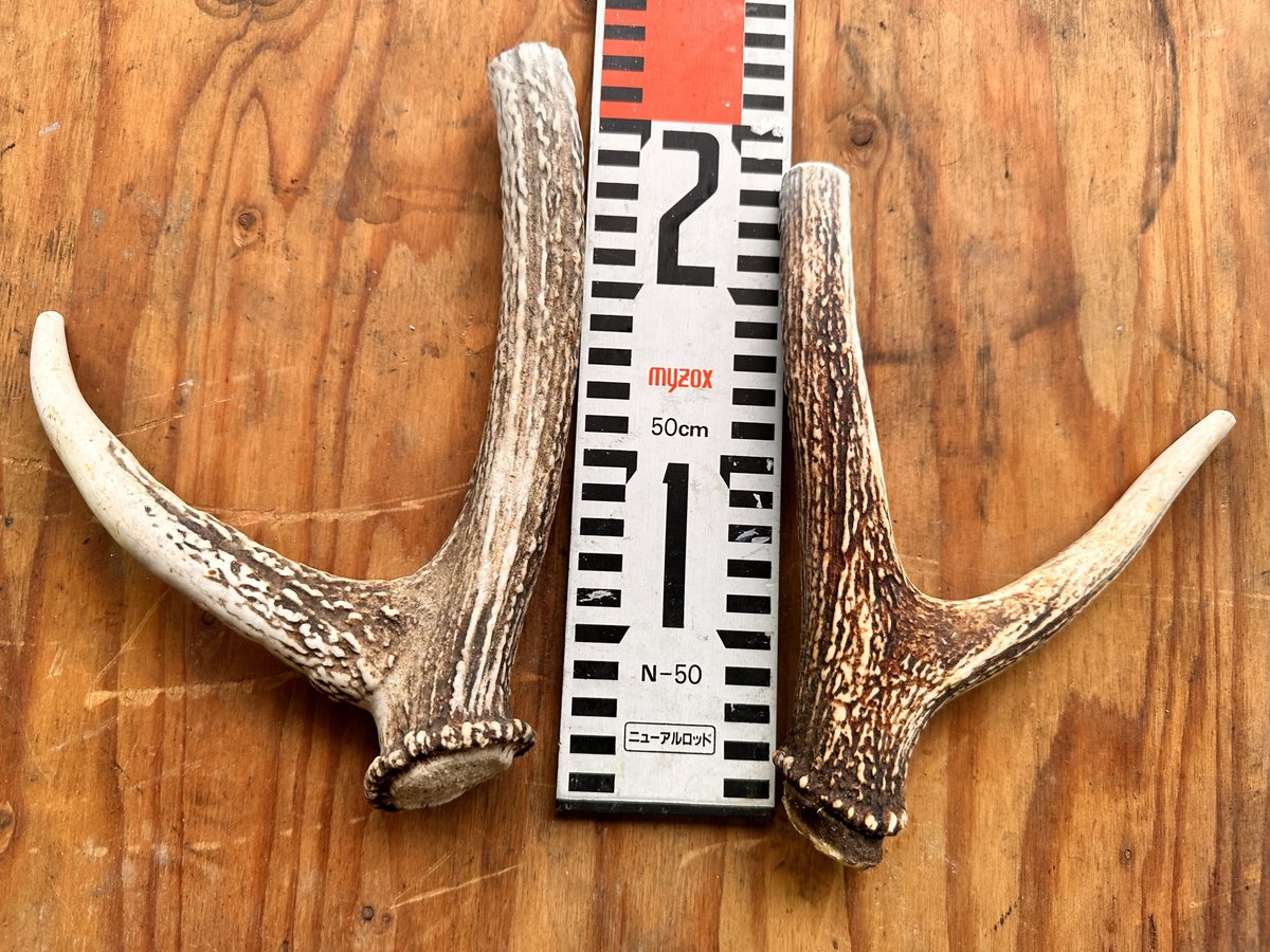 鹿角🦌 Lロング 20cm前後 (大型犬用) ペット用おもちゃ、歯磨き