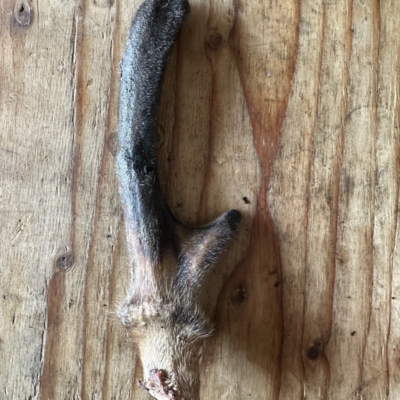 エゾシカのツノ（袋角） シカ🦌の袋角 生え変わる時期だけの超希少✨ (ペット用