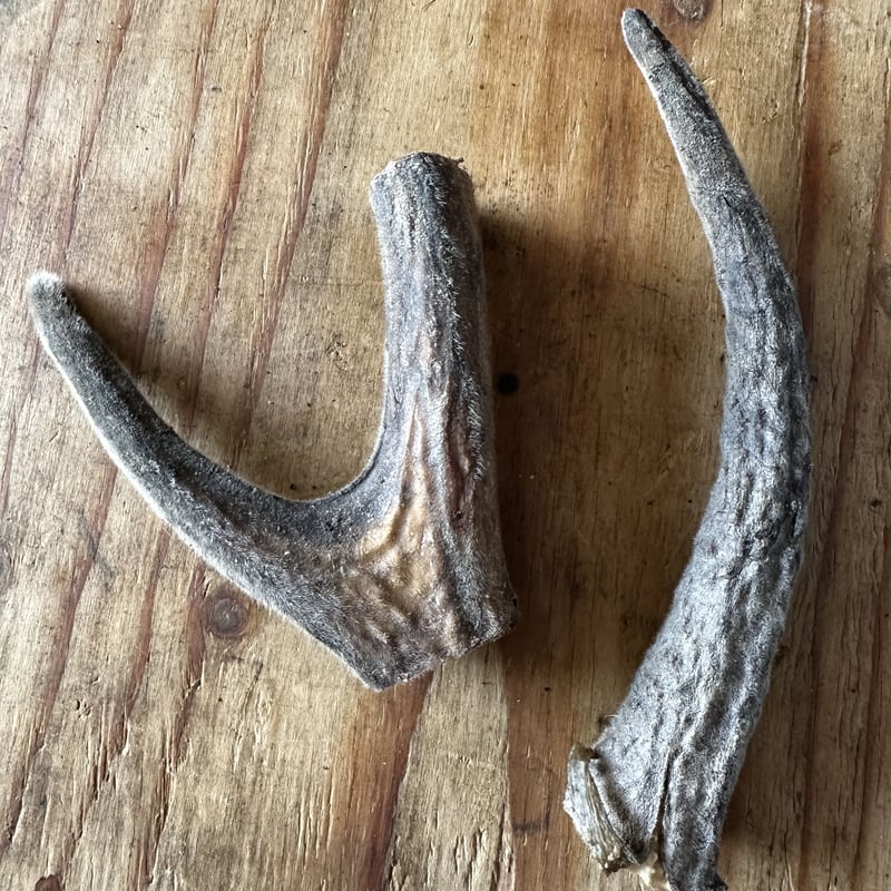 シカ🦌の袋角 生え変わる時期だけの超希少✨ (ペット用 シカ🦌の袋角 生え変わる時期だけの超希少✨ (ペット用