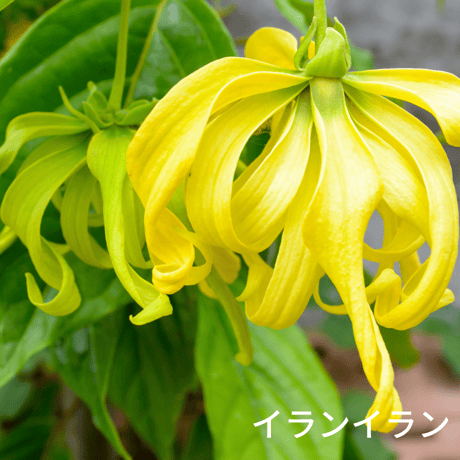 瞑想を深める香り