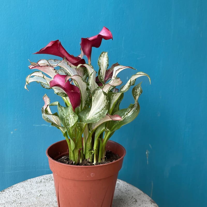 希少品種カラー『フローズンクィーン』 | atelier mother leaf 