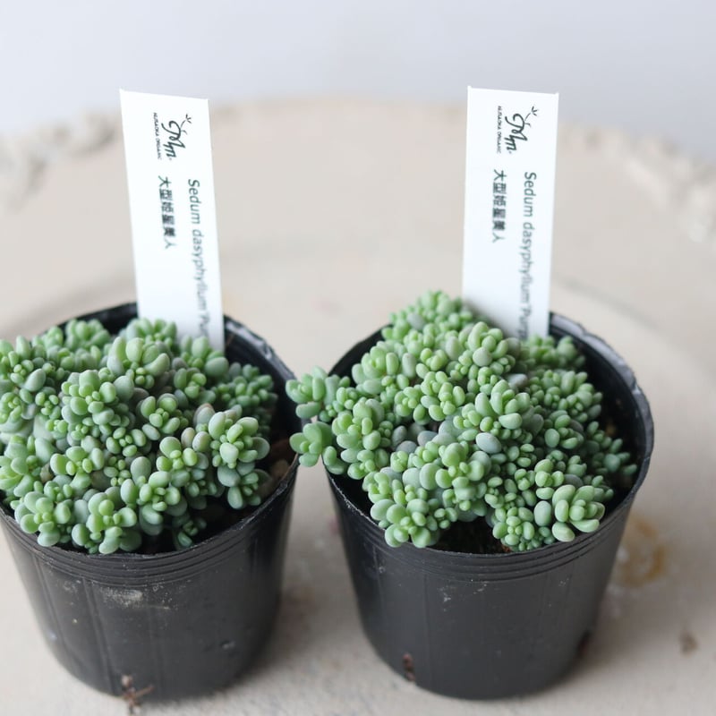 星美人 多肉植物 星美人 抜き苗