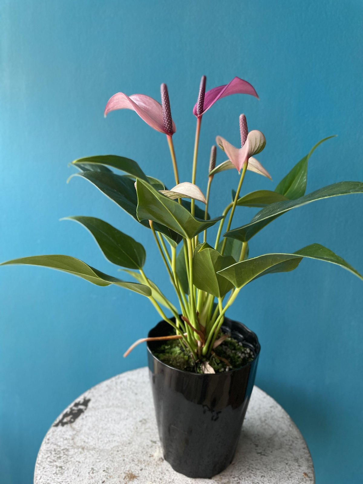 アンスリューム ジズー | atelier mother leaf