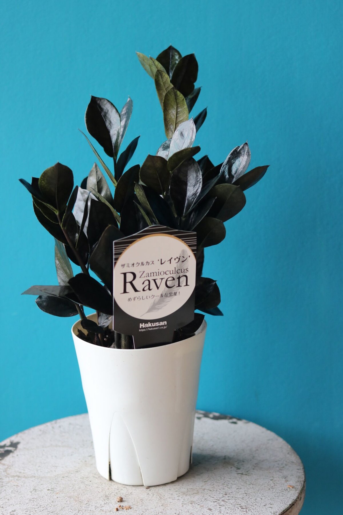 ザミオクルカス「レイヴン」 | atelier mother leaf