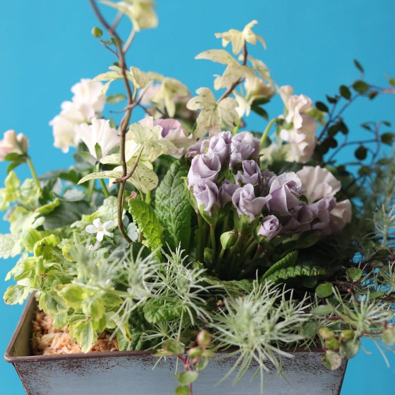 【お値引品】ビオラとジュリアンのマルチな寄せ植え お値引品】ビオラとジュリアンのマルチな寄せ植え 【公式通販】