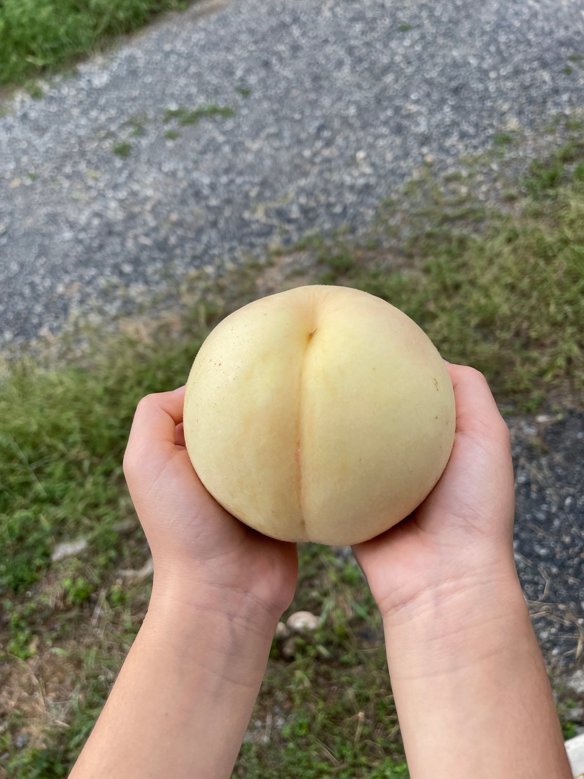 2025年・桃水】超希少品種！硬い果肉の岡山の白桃・ご家庭用訳あり（2