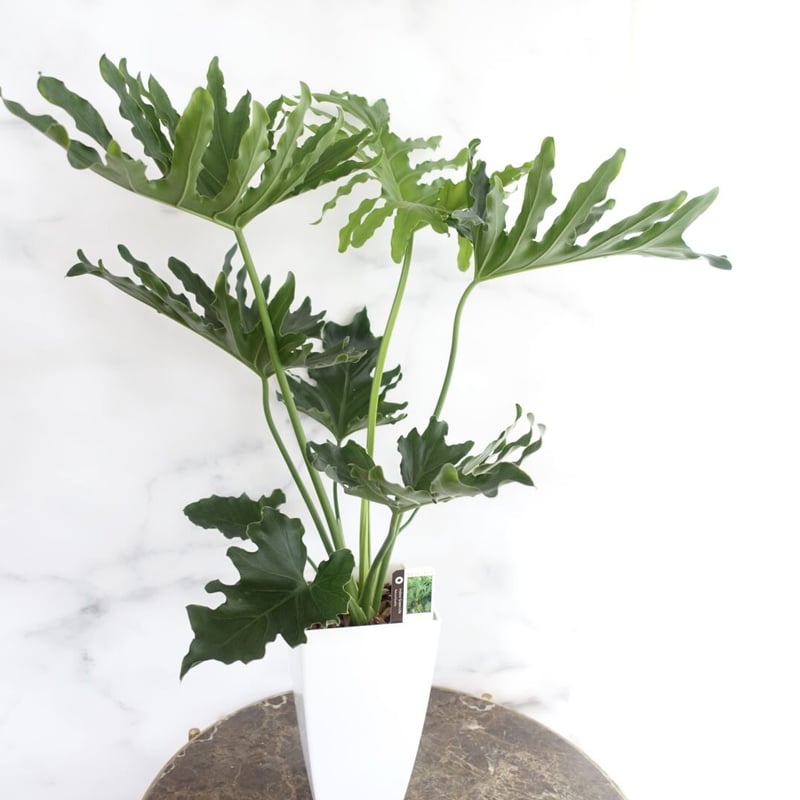 フィロデンドロン セローム ホープ 7号 観葉植物 室内 おしゃれ