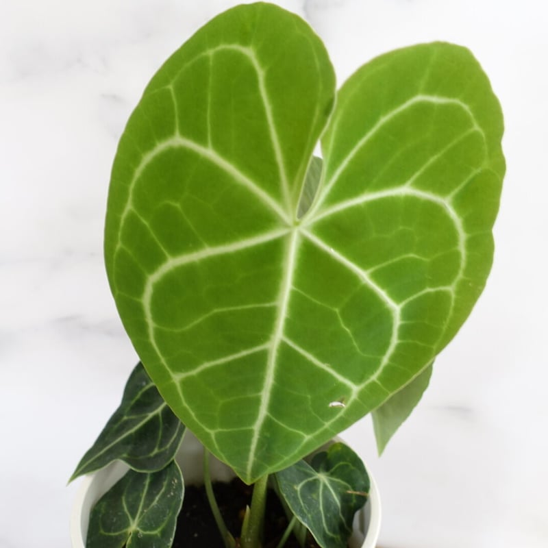【✳︎】アンスリウム　クラリネルビウム　観葉植物　ハイドロカルチャー　希少品種 ✳︎】アンスリウム クラリネルビウム 観葉植物 ハイドロ
