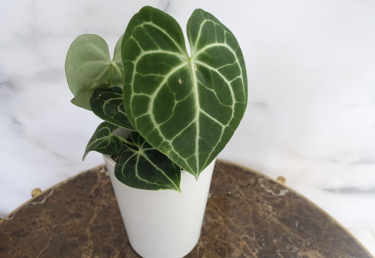 【✳︎】アンスリウム　クラリネルビウム　観葉植物　ハイドロカルチャー　希少品種 アンスリウム：クラリネルビウム（原種） 4号ポット の通販