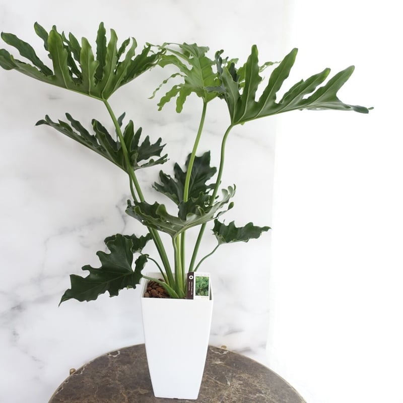 フィロデンドロン セローム ホープ 7号 観葉植物 室内 おしゃれ