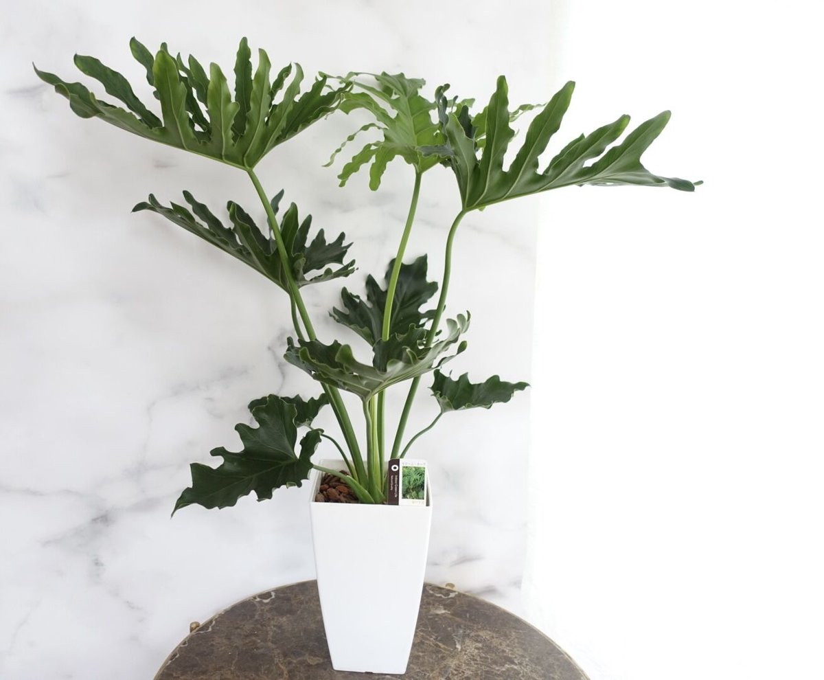 現品］24番 フィロデンドロンセローム ホープ 幹上 観葉植物 室内 大型