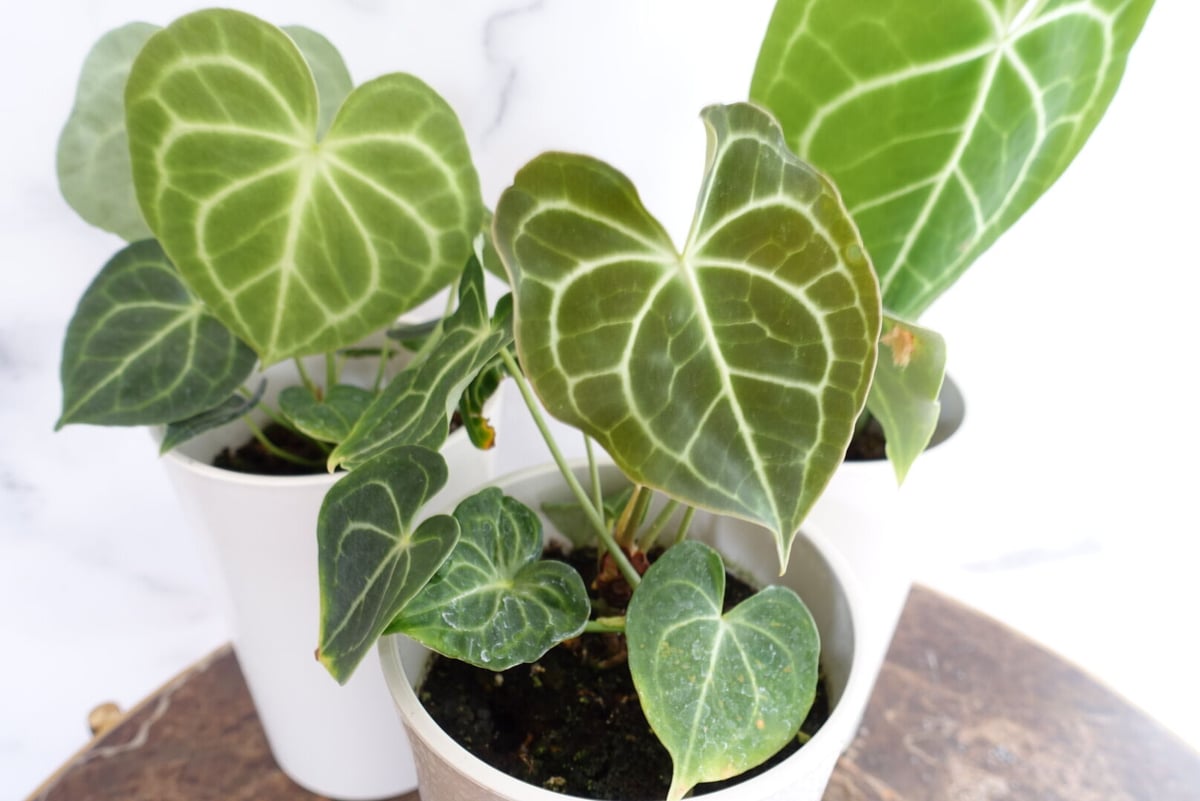 ✳︎希少品種 アンスリウム クラリネルビウム✳︎