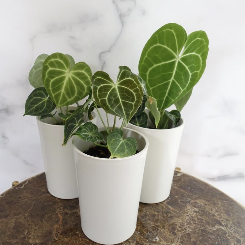 【✳︎】アンスリウム　クラリネルビウム　観葉植物　ハイドロカルチャー　希少品種 ✳︎】アンスリウム クラリネルビウム 観葉植物 ハイドロカルチャー