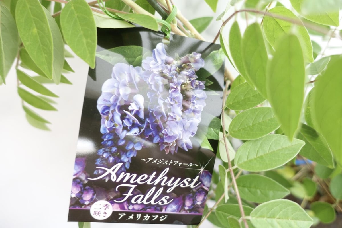 ③ アメリカフジ 『アメジストファルズ』9号特大苗木最高等級極上品