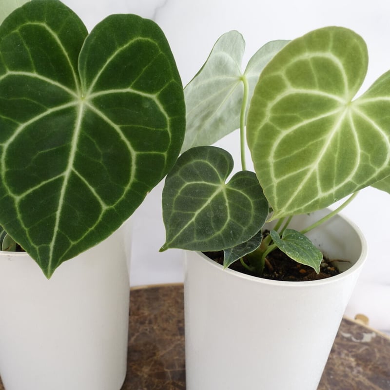 希少品種♡アンスリウム クラリネルビウム 観葉植物 室内 おしゃれ