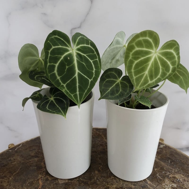 希少品種♡アンスリウム クラリネルビウム 観葉植物 室内 おしゃれ