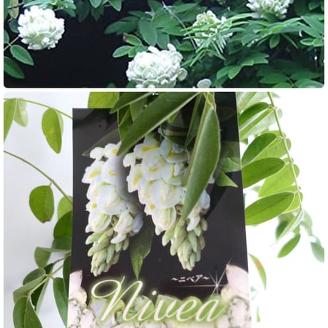 アメリカ藤　ニベア　清楚な白いお花♡ 矮性　花木　庭木　フジ　苗　苗木　ガーデニング　花