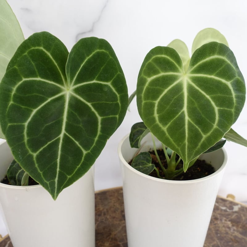 希少品種♡アンスリウム クラリネルビウム 観葉植物 室内