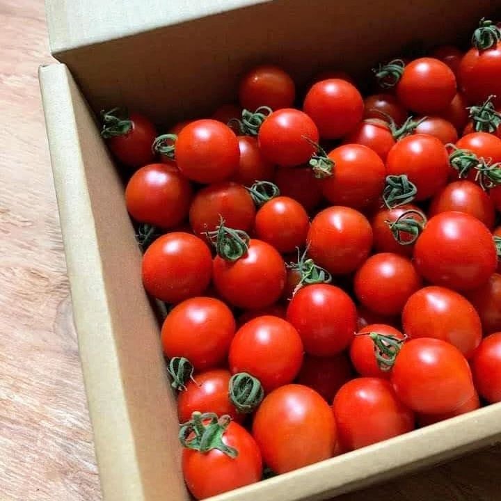 ご予約　自然栽培　ミニトマト　中玉トマト　大玉トマト　自然農法　自然農 ご予約 自然栽培 ミニトマト 中玉トマト 大玉トマト 自然農法 自然農