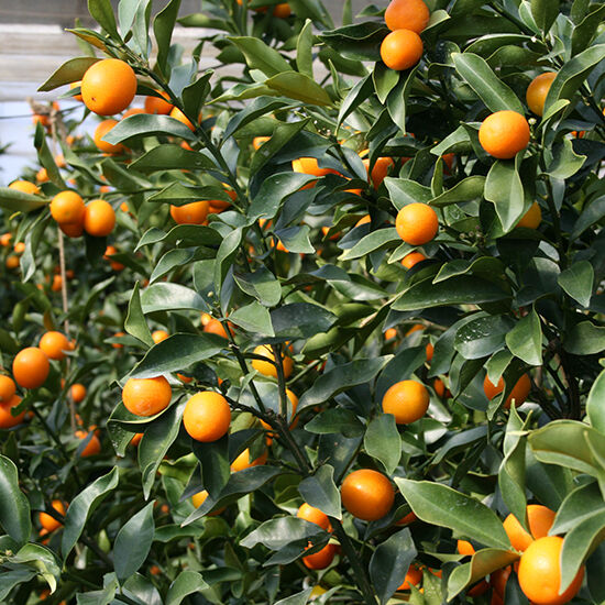 3箱限定‼️木熟　紅南高梅　大玉傷あり3L中心サイズ　5kg みかんキング 木熟みかん「極天」 紀州梅干し・みかんのJAわかやま(紀南)