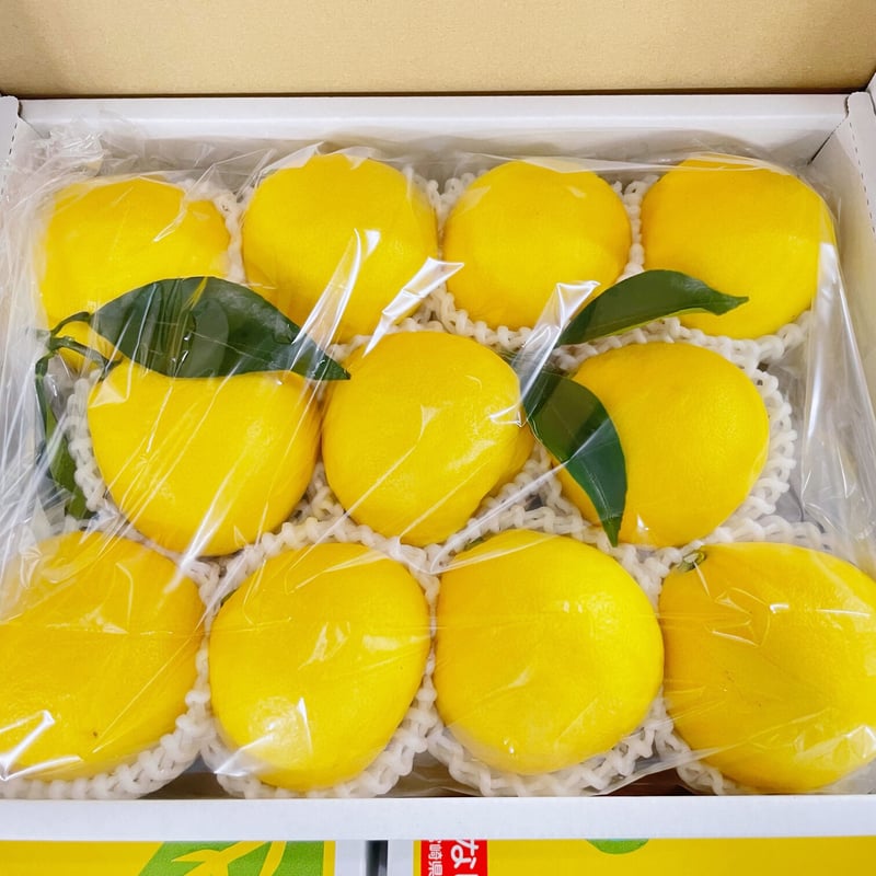 金山さんのみやざき日向夏みかん［箱入り 11～12玉入］ | このは