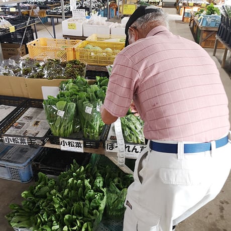 【Mサイズ】宮崎県産 詰め合わせ野菜BOX【10品】★クール便