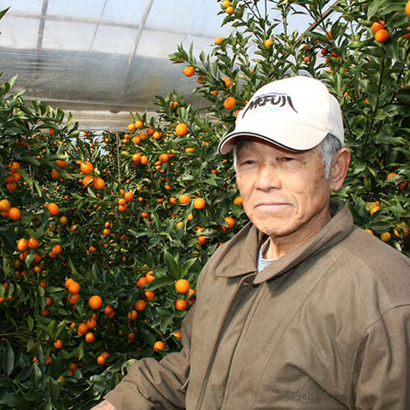 【化粧箱入り】宮崎完熟きんかん［1kg 3Lサイズ約38玉入］生食可