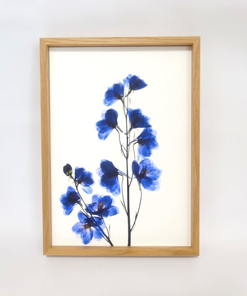 デルフィニウム 青のポスター | salvaworks