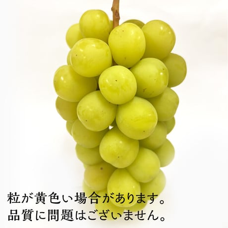 【贈答用/送料無料】　長野県産　ぶどう　シャインマスカット　約1～1.2kg、約1.5～1.8kg