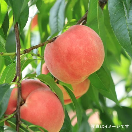 【送料無料】　長野県産　朝採り季節の桃　2kg、3kg、5kg