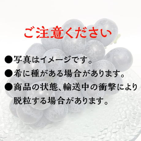 【予約販売/送料無料】　長野県産　ぶどう　ナガノパープル　2房、3房、5房