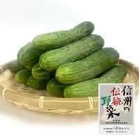 信州の伝統野菜　須坂市産　八町きゅうり　約20本程度