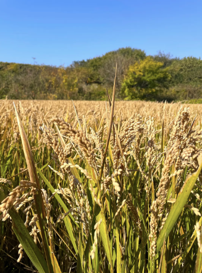 自然農　限界集落の清流米　9Kg 白米　栽培地標高500m 清流水使用　自家栽培 白米】2025年度産・自然栽培米（鈴木農園×和栗や）：常温／産直