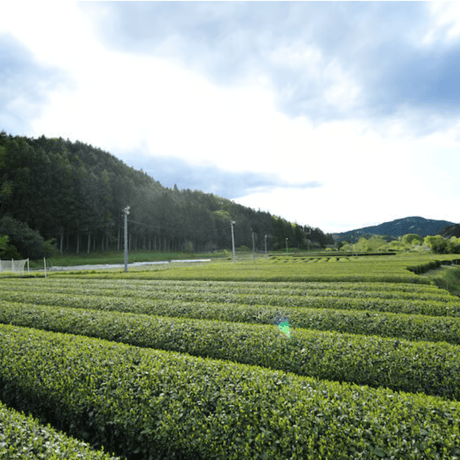 【数量限定】2026年産 茶名人／茶聖 小室栄寿の手揉み茶＜※冷蔵＞