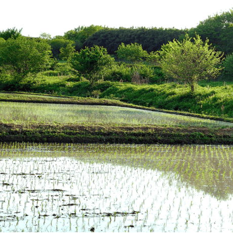 【８ぶつき】2025年度産・自然栽培米（鈴木農園×和栗や）：常温／産直