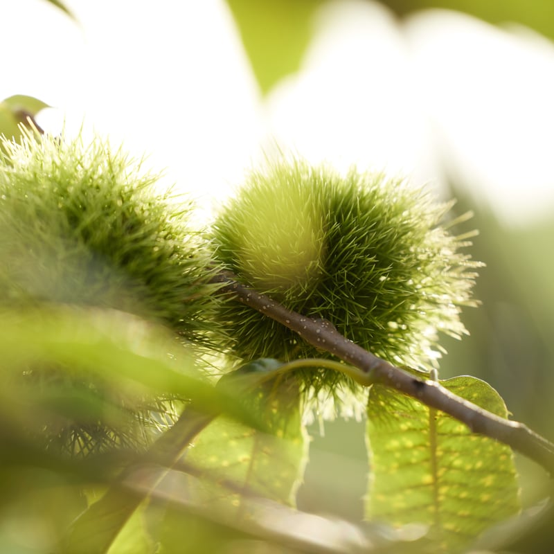 栗材　貴重　節少ない　乾燥済み キムテックス ポップアップ ブルー