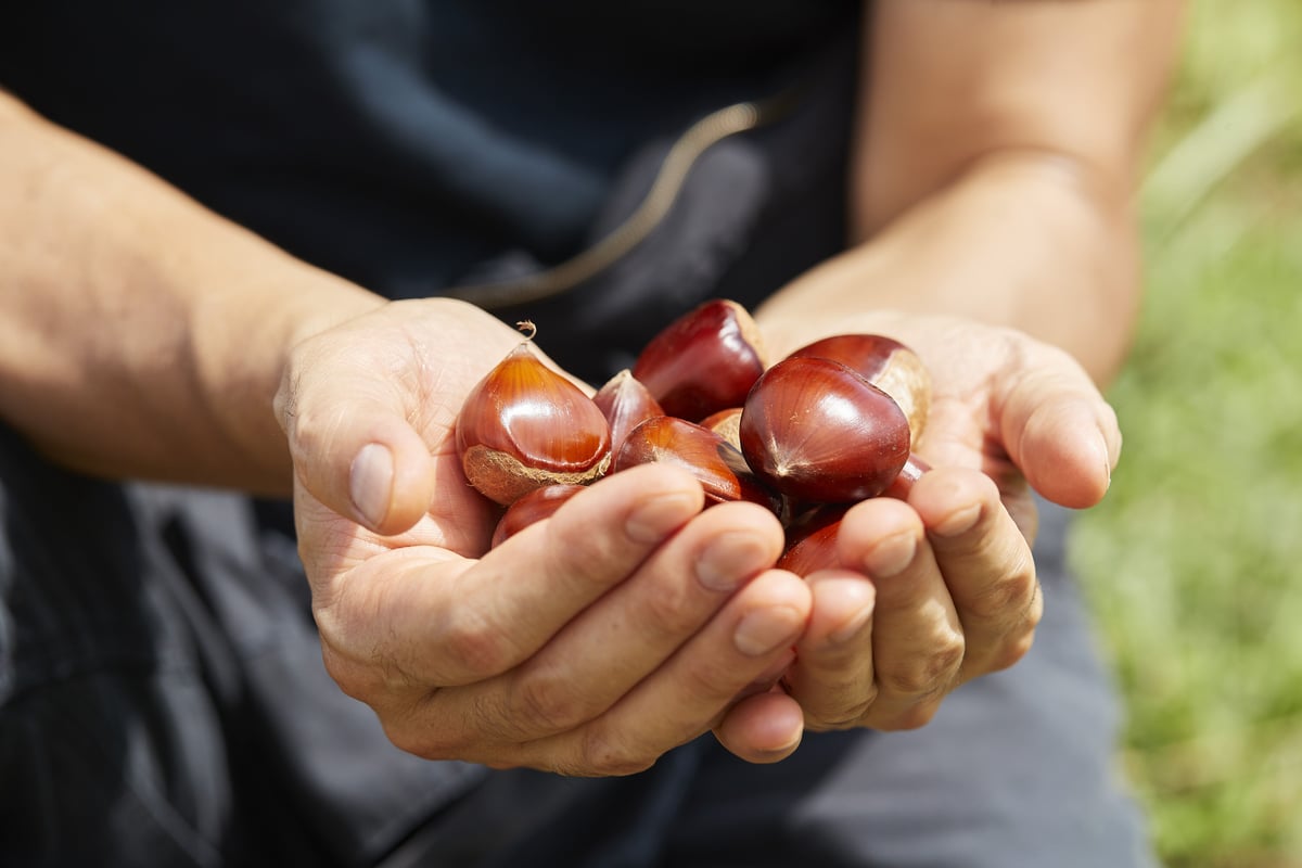 ひろっち様　銀寄せ　茨城県産栗 000000019060-01-l.jpg?t=