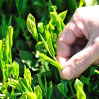 【予約販売】新茶：茶名人の手摘み茶［※冷凍］
