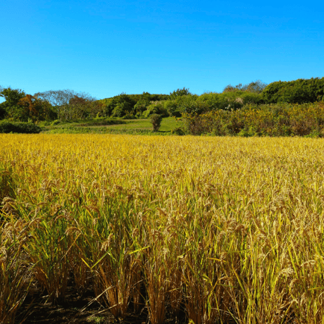 【８ぶつき】2025年度産・自然栽培米（鈴木農園×和栗や）：常温／産直