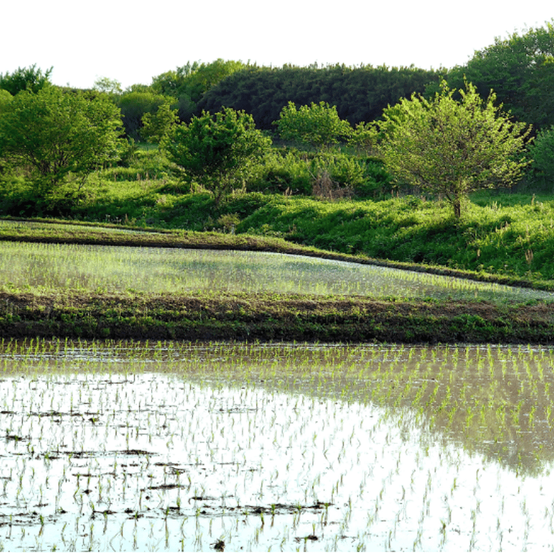 白米】2025年度産・自然栽培米（鈴木農園×和栗や）：常温／産直