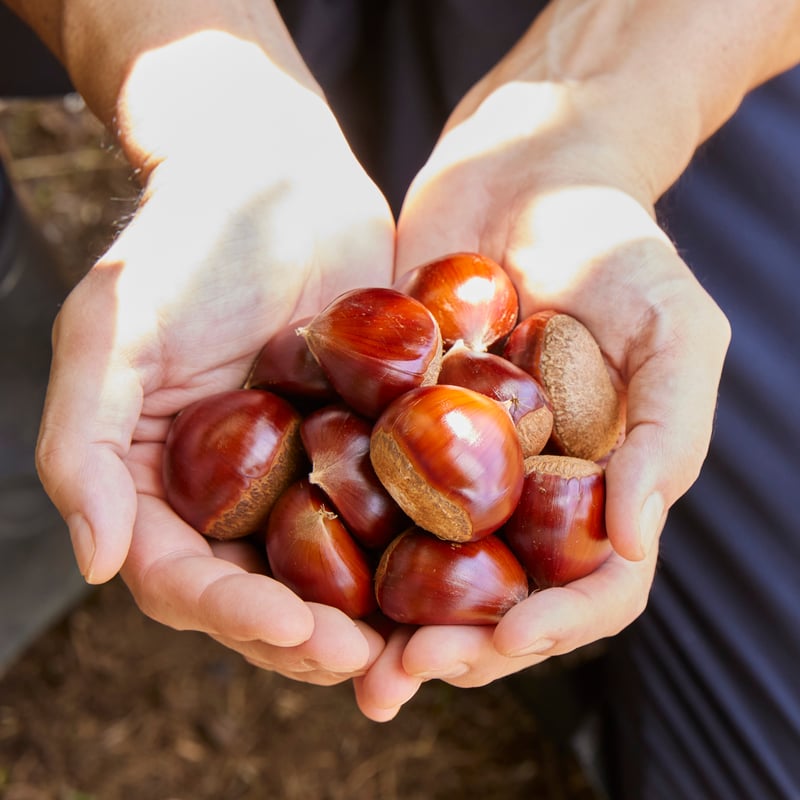 ＃ 農家直送　栗　サイズいろいろ 楽天市場】【栗デイリーランキング1位獲得】 無農薬 こだわり