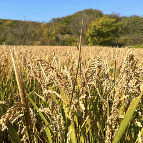 【８ぶつき】2025年度産・自然栽培米（鈴木農園×和栗や）：常温／産直